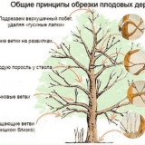Kako podmladiti staru jabuku - korisni savjeti za početnike